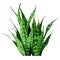 Houseplant sansevieria leaves watercolor illustration