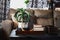 Houseplant sitting on an antique farmhouse style wood trunk