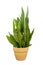 Houseplant snake plant in brown pot isolated on white