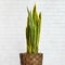 Houseplant snake plant in diy brown pot, crop