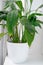 Houseplant Spathiphyllum commonly known as spath or peace lilies leaf tips turning brown.