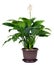 Houseplant - Spathiphyllum floribundum