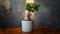 Houseplant in stylish pot on wooden table. Ficus ginseng mini bonsai tree. Indoor plant, home gardening. 16x9