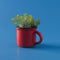 Houseplant Succulent in a Cup on Blue Background.