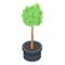 Houseplant tree icon, isometric style