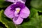 Houseplant violet flower details