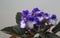 Houseplant violet flowering period