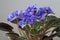 Houseplant violet flowering period