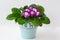 Houseplant violet in a pot side view on a white background