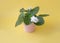 Houseplant white violet in a pink pot on a yellow background
