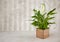 Houseplant on wooden table over grunge wall background