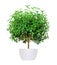 Houseplant - yang myrtle a potted plant isolated over white