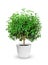 Houseplant - yang myrtle a potted plant isolated over white