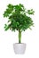 Houseplant - yang Schefflera a potted plant isolated over white