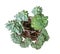 Houseplant - young Echeveria a potted plant isolated over white top view