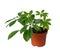 Houseplant - young Schefflera a potted plant isolated over white