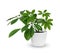 Houseplant - young Schefflera a potted plant isolated over white