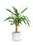 Houseplant - Yucca elephantipes a potted plant isolated over white.