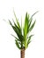 Houseplant Yucca isolated