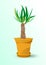 Houseplant - yucca plant in a pot