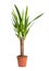 Houseplant Yucca A potted plant isolated on white background