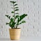 Houseplant Zamioculcas in a flower pot against a white brick wall. Ho