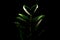 Houseplant Zamioculcas isolated on a black background.  Copy space.