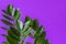 Houseplant Zamioculcas on purple background