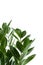 Houseplant Zamioculcas on white background