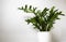 Houseplant Zamioculcas on white flowerpot, this plant also known as Zanzibar gem