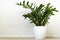 Houseplant Zamioculcas on white flowerpot, this plant also known as Zanzibar gem