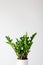 Houseplant zamioculcas zamiifolia in pot over white background with copy space