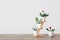 Houseplants against  white wall on wooden table