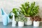 Houseplants Asplenium nidus, peperomia and fittonia in flowerpot