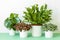 Houseplants Asplenium nidus, peperomia and fittonia in flowerpot