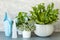 Houseplants Asplenium nidus, peperomia and fittonia in flowerpot