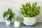 Houseplants Asplenium nidus, peperomia and fittonia in flowerpot