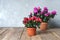 Houseplants. Beautiful azalea flowers in a flowerpots. Flower potting background with copy space.