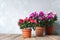 Houseplants. Beautiful azalea flowers in a flowerpots. Flower potting background with copy space.