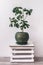 houseplants: blossoming lemon in a green pot against