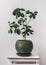 houseplants: blossoming lemon in a green pot against