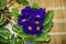 Houseplants blue purple violets with yellow in the middle in a plastic pot on a straw mat