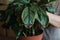 Houseplants diseases. Indoor plants Diseases Disorders Identification and Treatment, Houseplants sun burn. Female hands