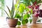 Houseplants display. Various house plants or indoor plants