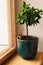 Houseplants display. Various house plants or indoor plants. Kitchen, gardening.