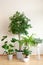 Houseplants ficus benjamina, fittonia, monstera, nephrolepis and ficus microcarpa ginseng in flowerpots
