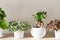 Houseplants ficus microcarpa ginseng and fittonia in white flow