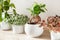 houseplants ficus microcarpa ginseng and fittonia in white flowerpot