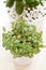 Houseplants fittonia albivenis, crassula ovata in white pots