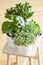 houseplants fittonia albivenis, peperomia, crassula ovata, echeveria in white pots